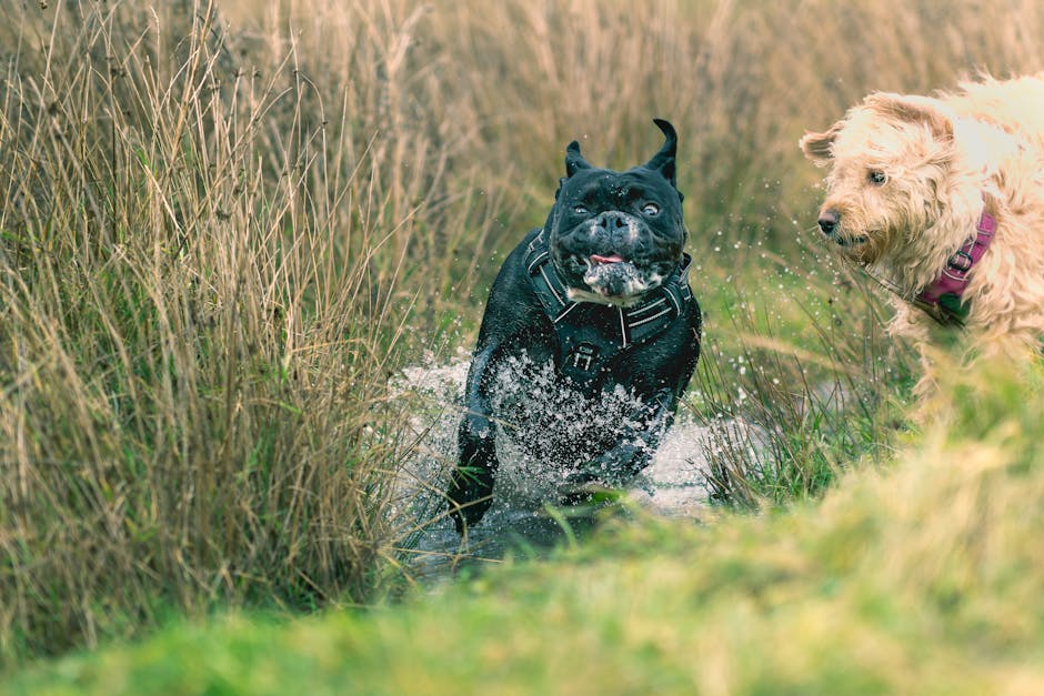 Top 15 Dog Breeds That Stay Small Forever