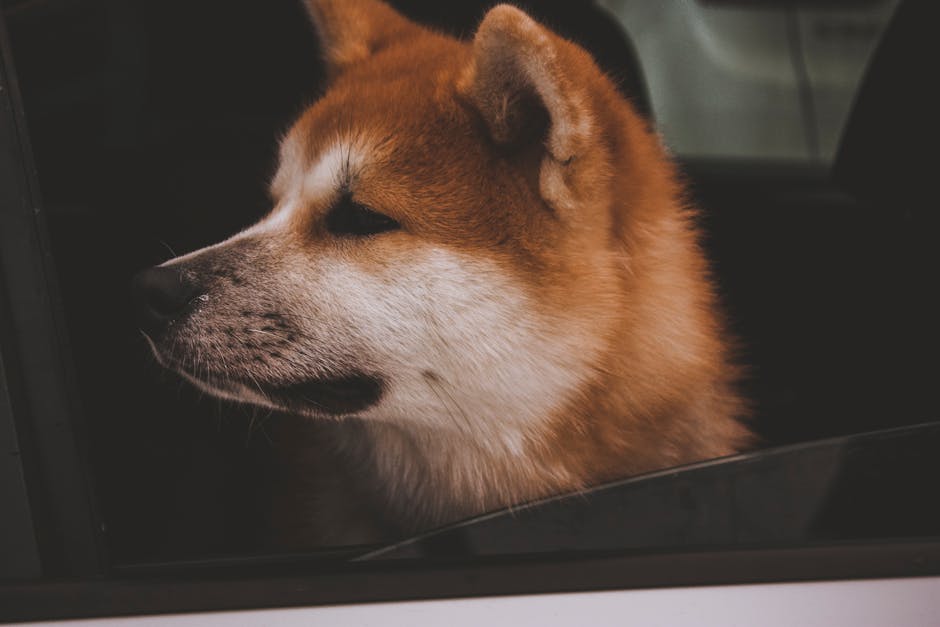 Top 7 Most Loyal Dog Breeds That Bond for Life