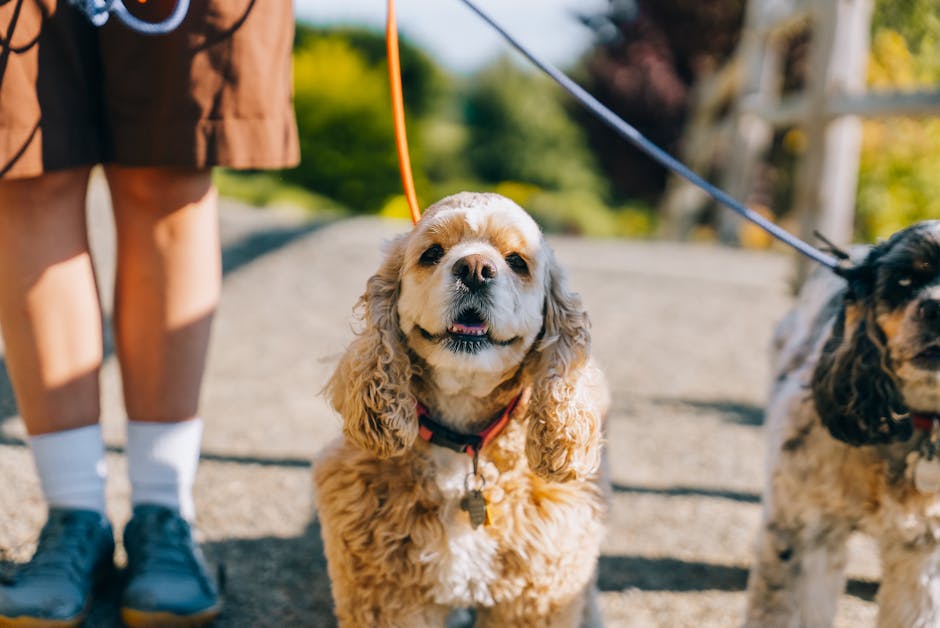 American Water Spaniel