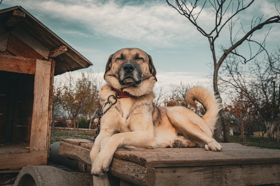 Anatolian Shepherd