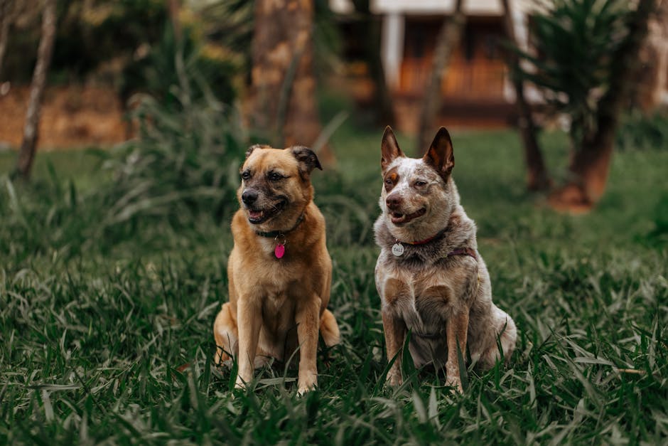 Top 10 Best Medium-Sized Dog Breeds