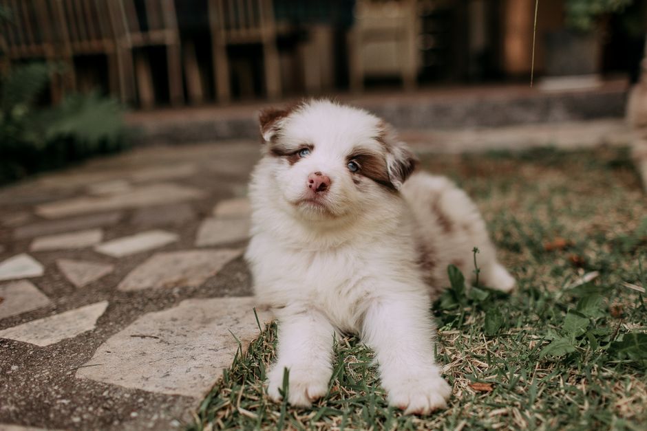 Top 8 Dog Breeds That Love Frequent Travel
