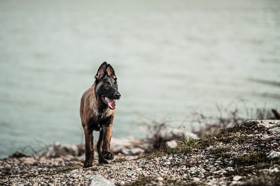 Top 10 Smartest Dog Breeds