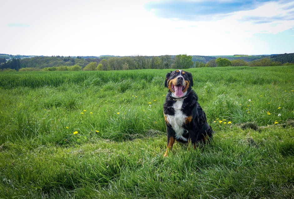 Top 5 Gentle Giants: Dog Breeds That Look Fierce but Are Lovable