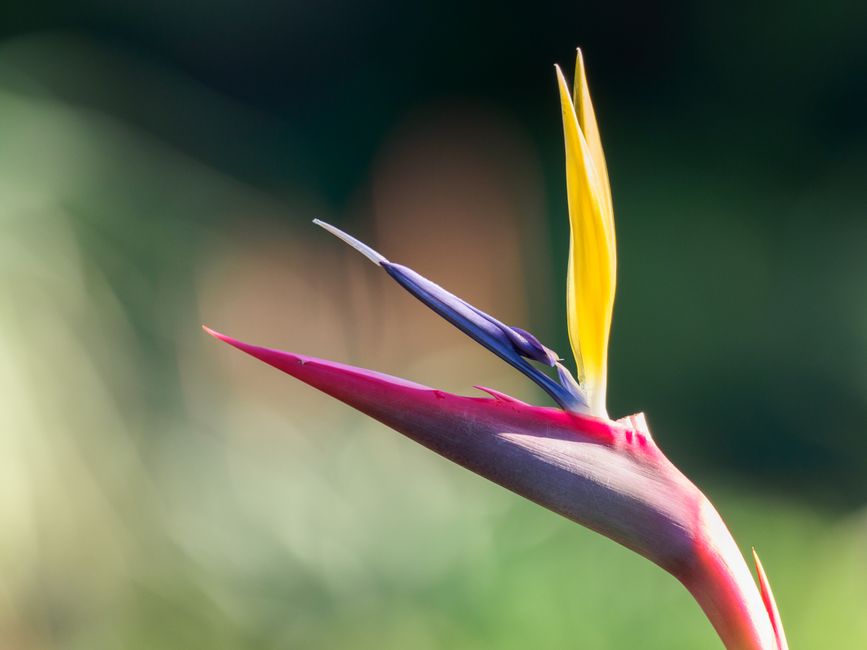 Bird of Paradise in a Large White Ceramic Planter