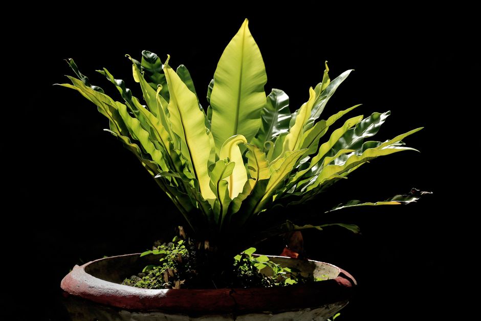 Bird’s Nest Fern