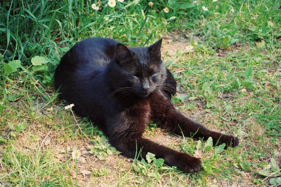 Black Cat Silhouette Lawn Stake Set