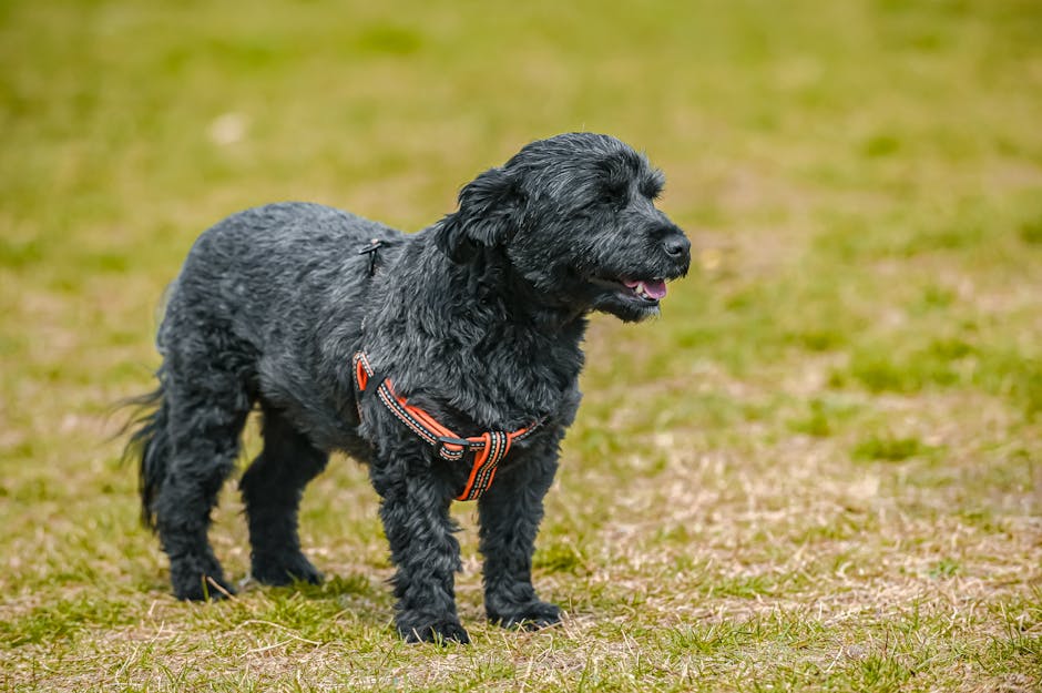 Black Russian Terrier