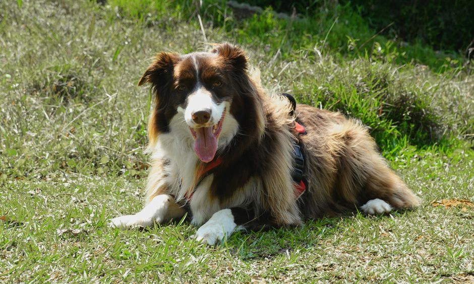 Top 15 Dog Breeds You Won’t Believe Are So Easy to Train