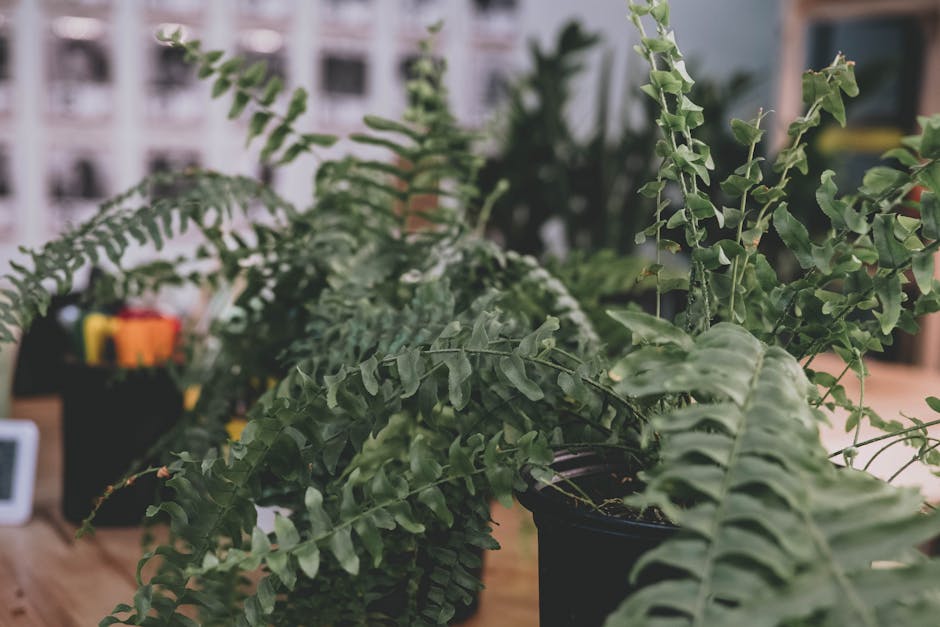 Boston Fern