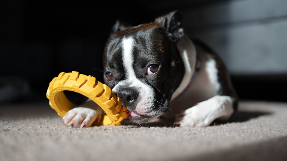 Top 5 Best Dog Breeds for Creative Professionals & Artists
