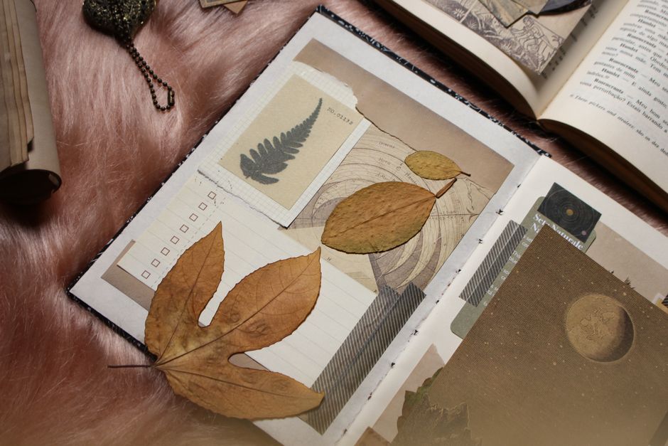 Botanical Leaves and Ferns Set