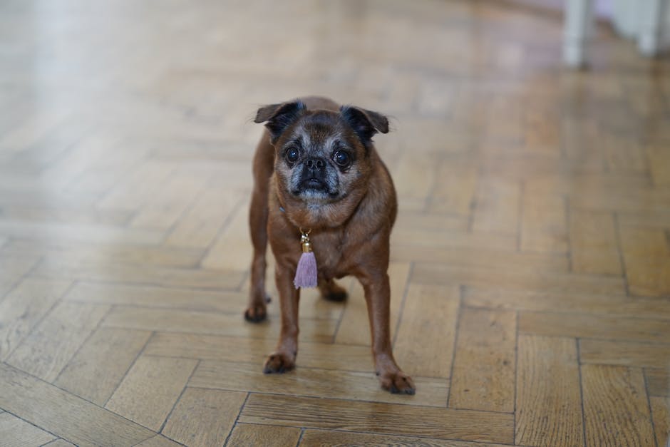 Top 7 Best Dog Breeds for Minimalist and Modern Living Spaces