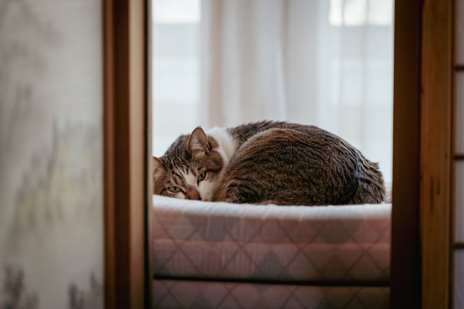 Built-In Window Bench with Hidden Pet Drawer