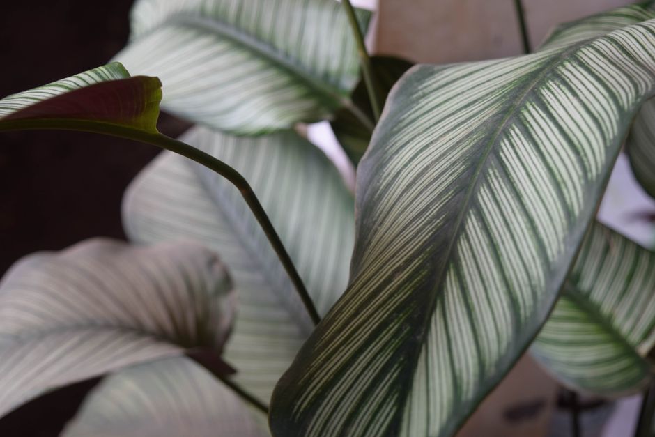 Calathea Ornata in a Brass Pedestal Planter