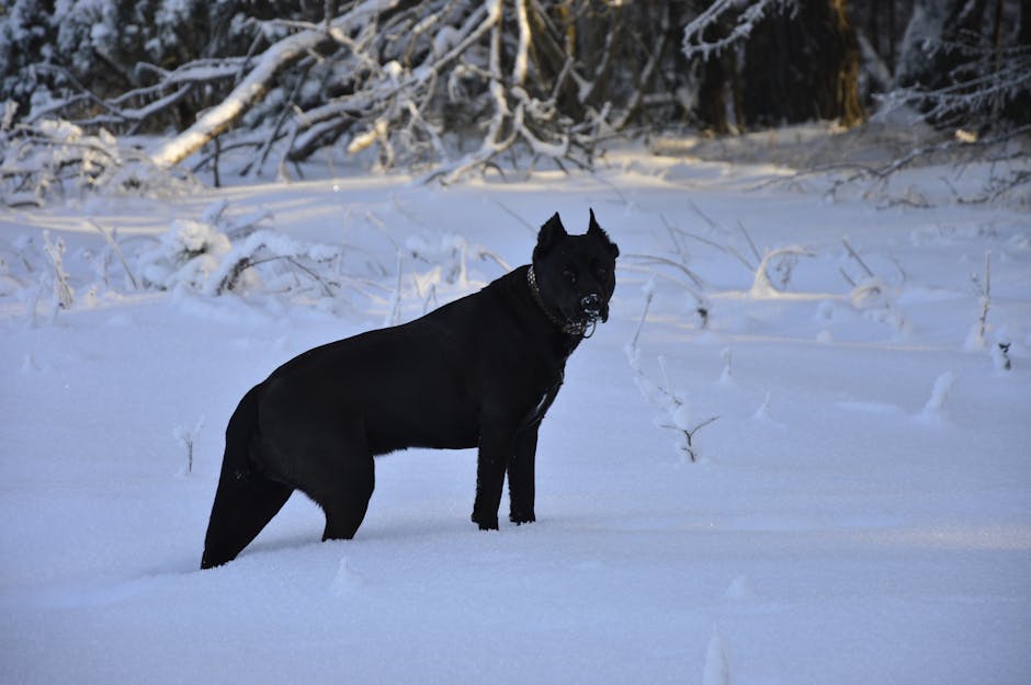 Cane Corso