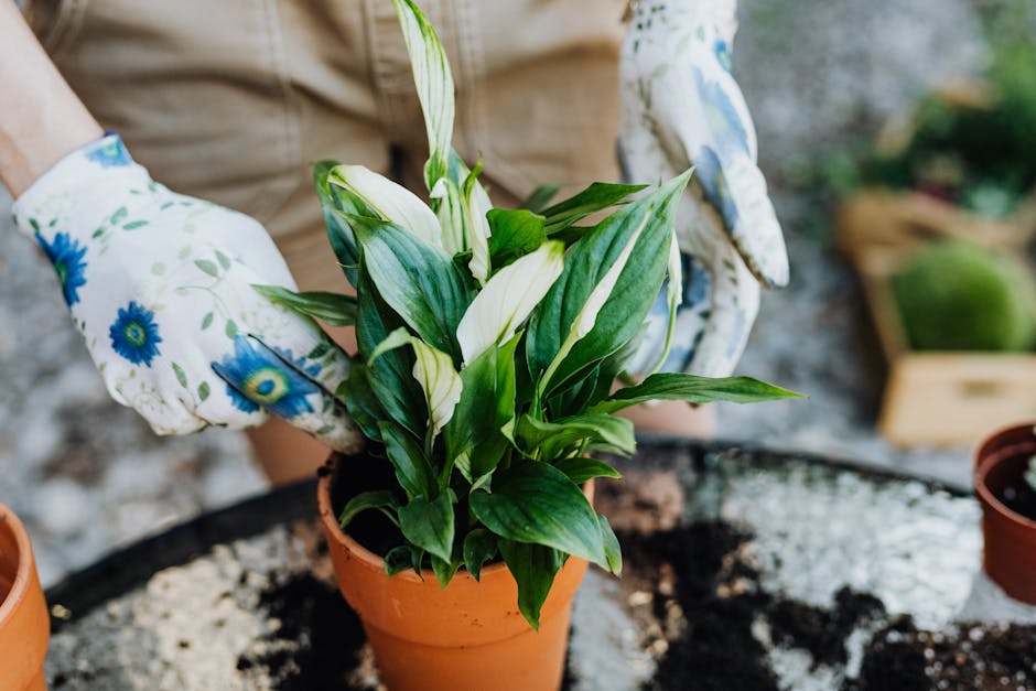 Cast Iron Plant in a Terracotta Pot