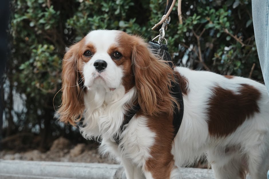 Top 15 Dog Breeds That Make the Best Road Trip Buddies