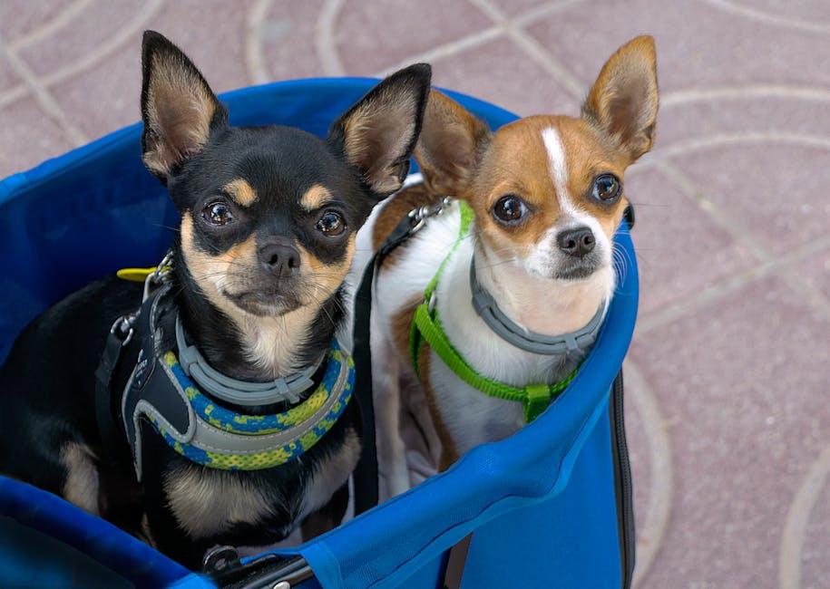 Top 15 Best Small Dog Breeds Under 25 Pounds