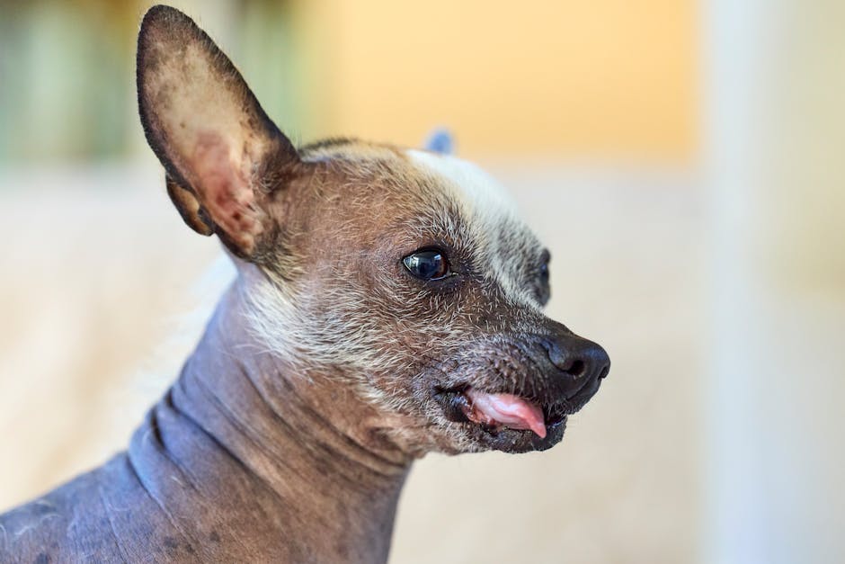 Top 10 Dog Breeds That Barely Shed