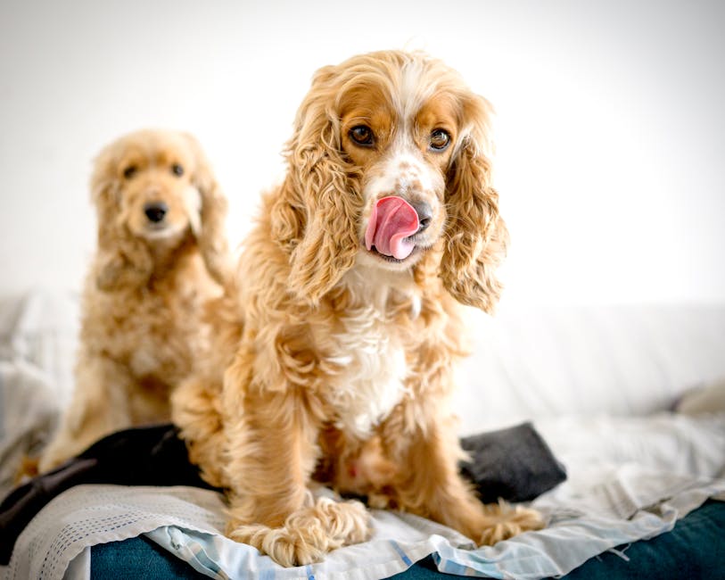 Clumber Spaniel