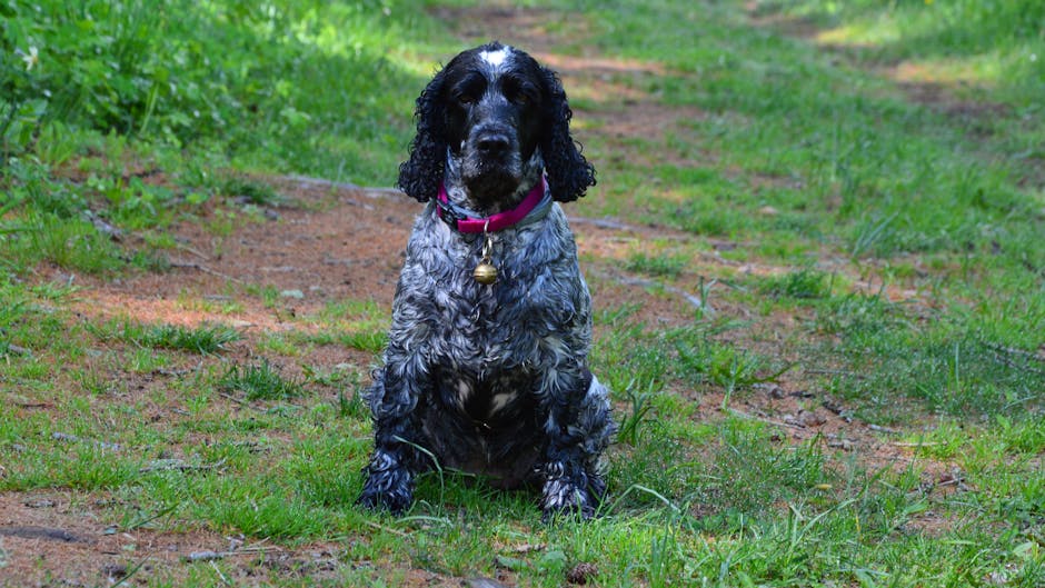Top 7 Best Dog Breeds for Emotional Companionship