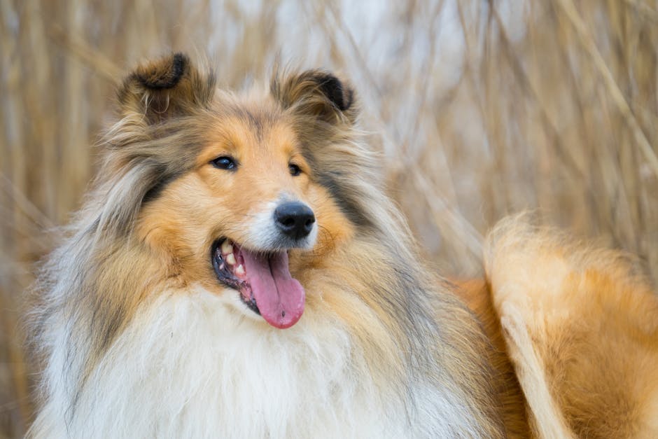 Top 10 Calming Dog Breeds for People With Anxiety