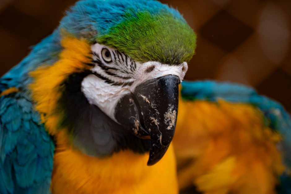 Colorful Parrot Mask Printable
