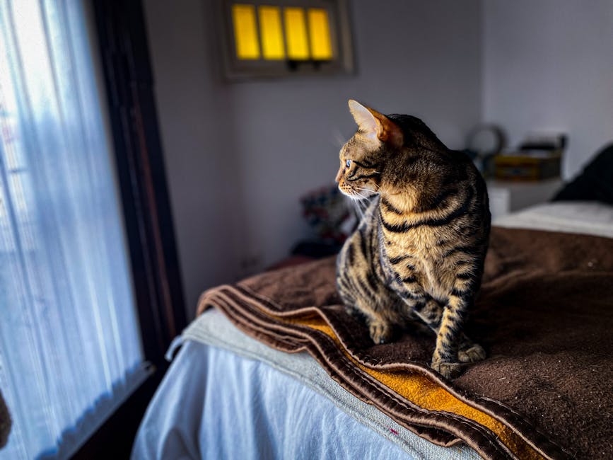 Corner-Mounted Pet Beds