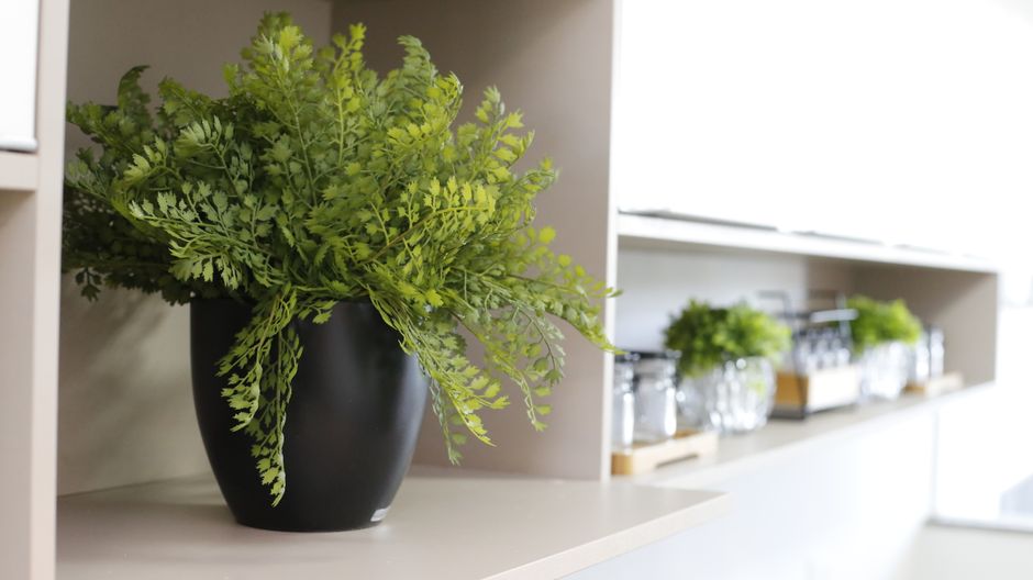 Corner Shelf Unit with Boston Ferns