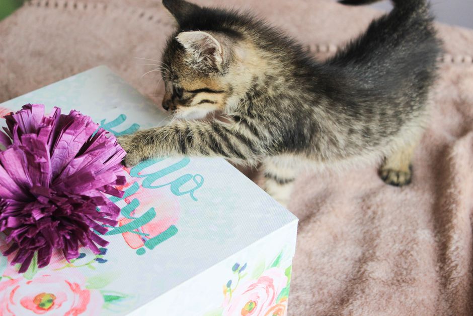 Cute Illustrated Cat and Flowers Card