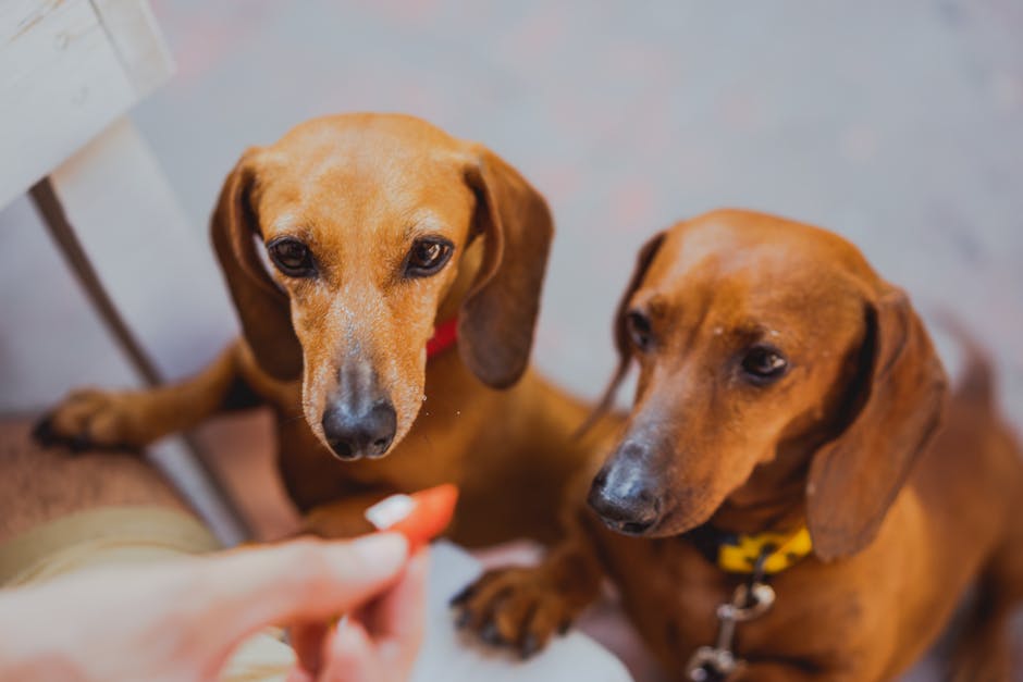 Top 10 Dog Breeds With the Longest Lifespans