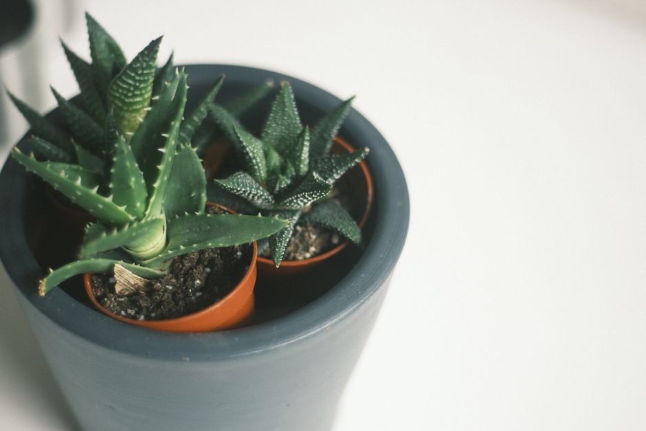 Desk Plant in Ceramic Pot