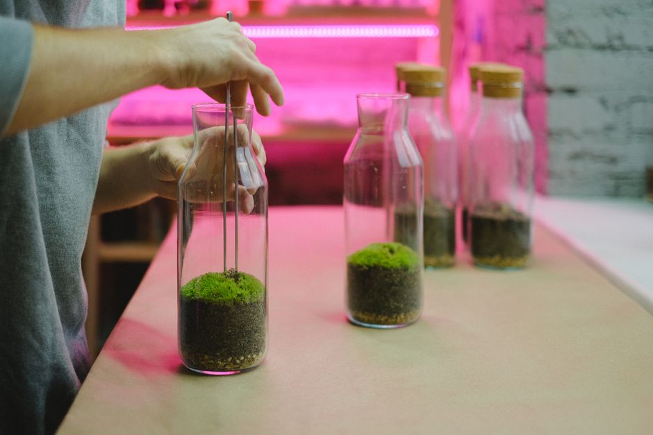DIY Bottle Terrarium Kit