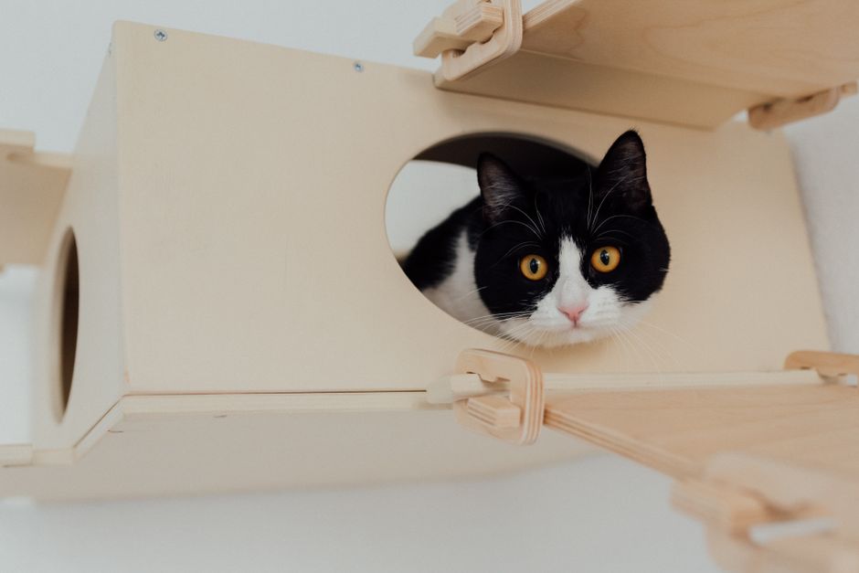 DIY Wooden Window Box Planter with Pet Lounge