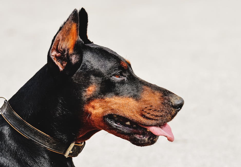 Doberman Pinscher