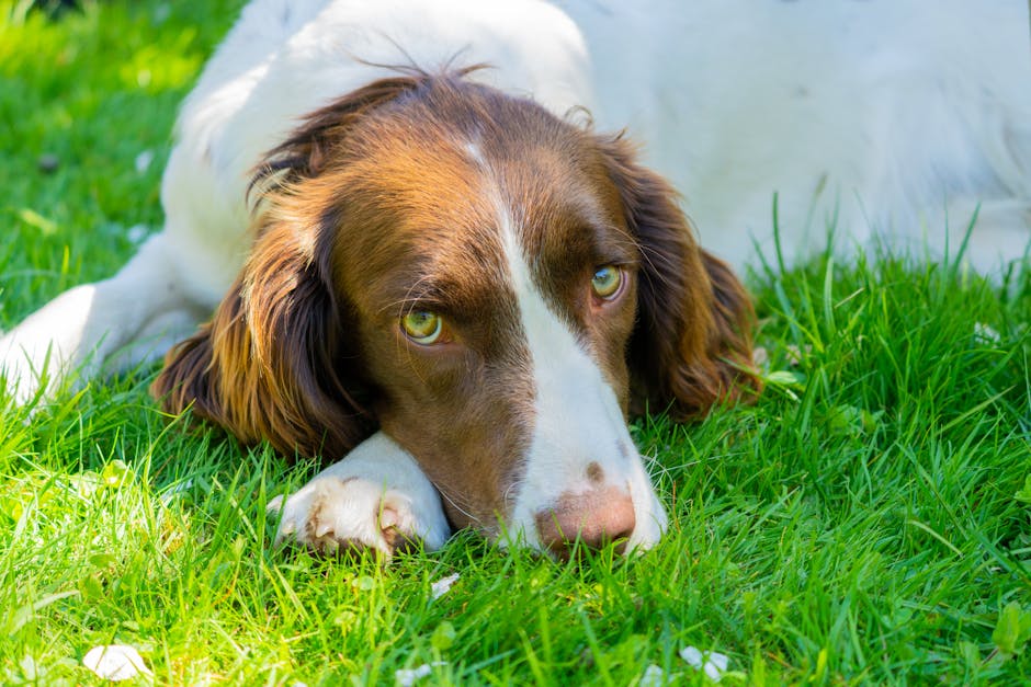 Top 7 Best Dog Breeds That Get Along With Cats