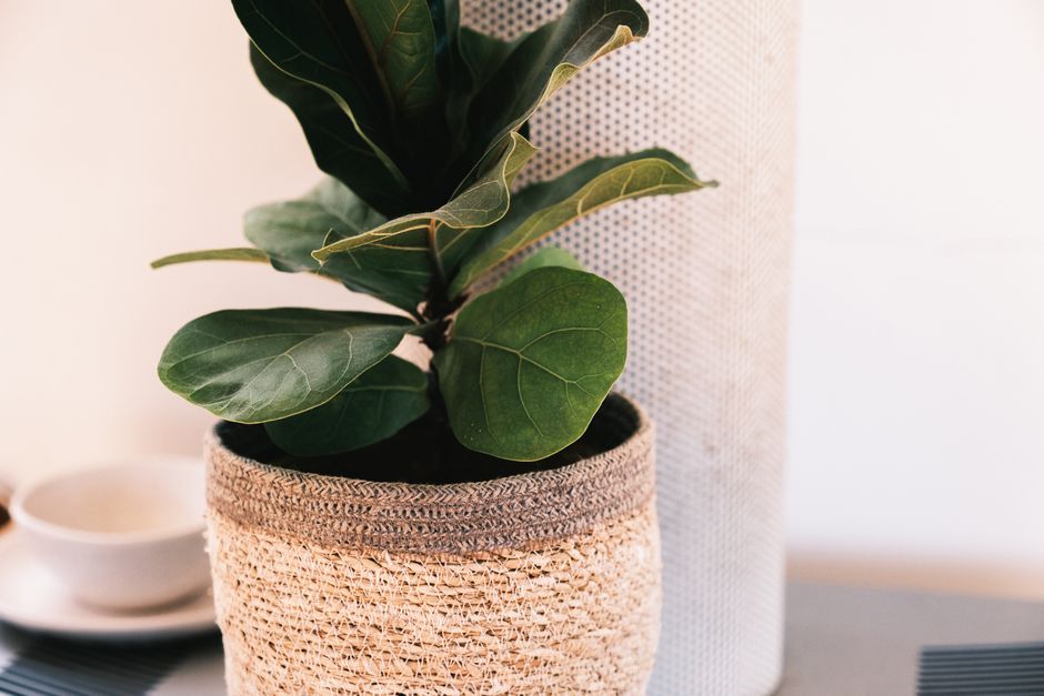 7 Indoor House Plants Aesthetic Ideas for a Cozy, Green Apartment
