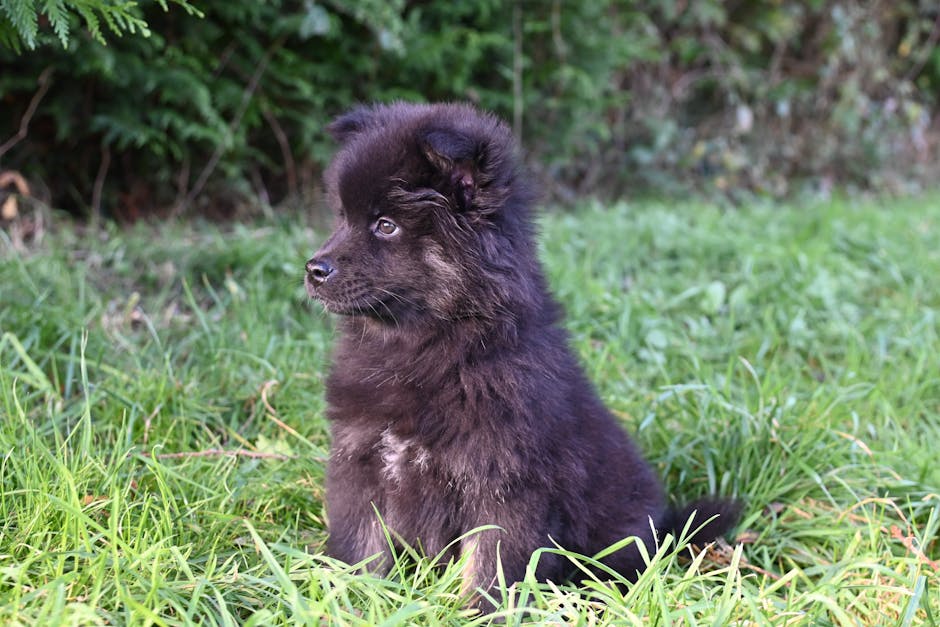 Finnish Lapphund