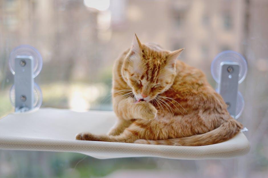 Floating Wall-Mounted Cat Perches