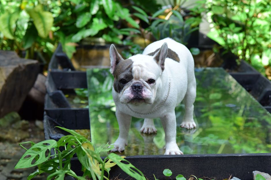 Top 5 Best Dog Breeds That Are Calm Yet Playful
