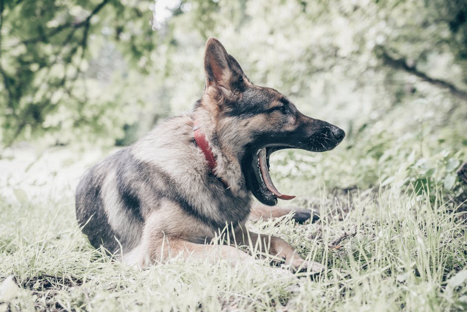 Top 5 Dog Breeds That Love Nighttime Walks and Exploring