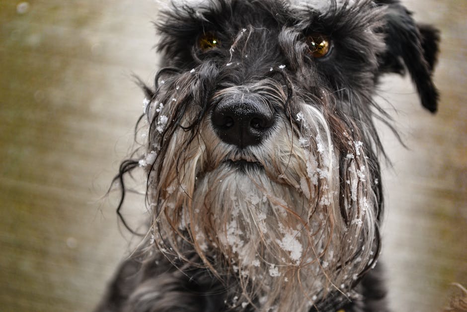 Giant Schnauzer