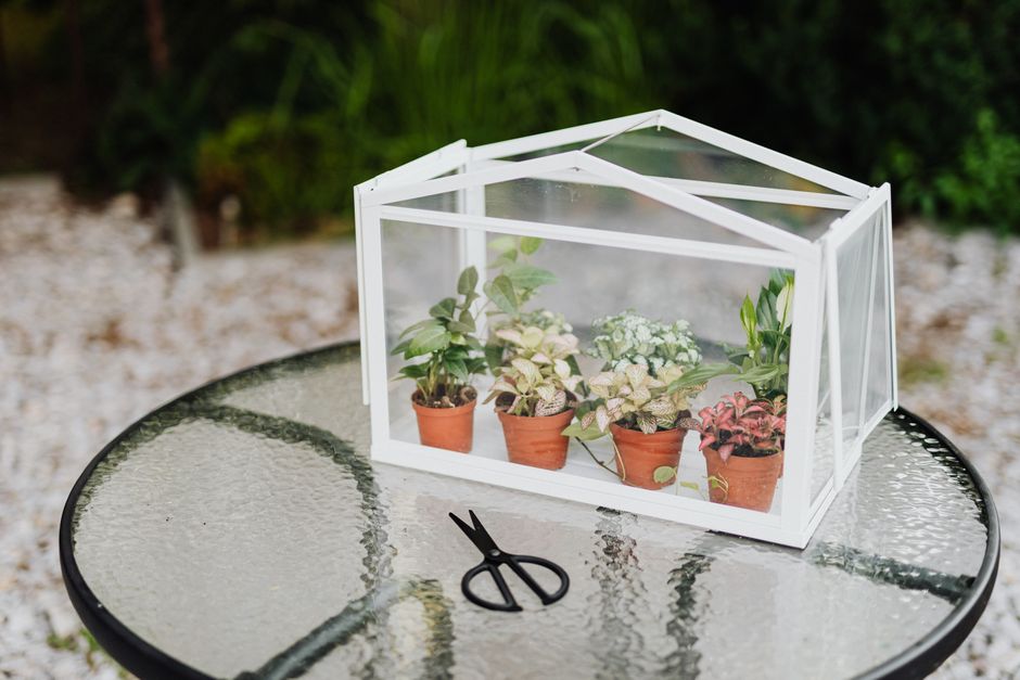 Glass Terrarium Kit