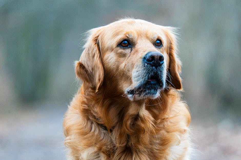 Top 7 Dog Breeds for Hiking and Nature Lovers