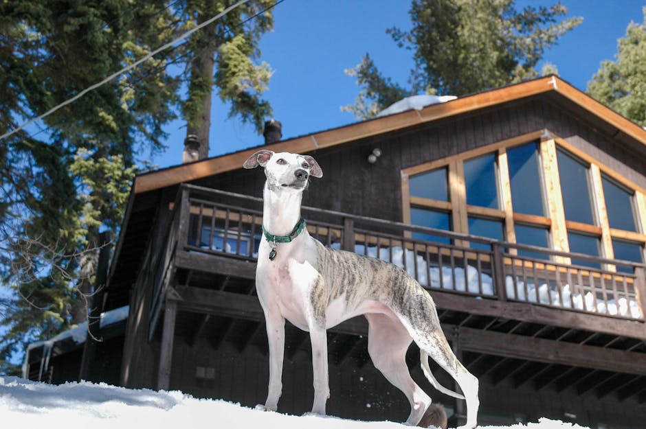 Top 5 Best Dog Breeds for Creative Introverts Who Need Calm