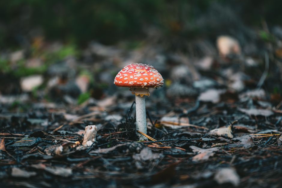 Hand-Painted Enamel Mushroom Charm