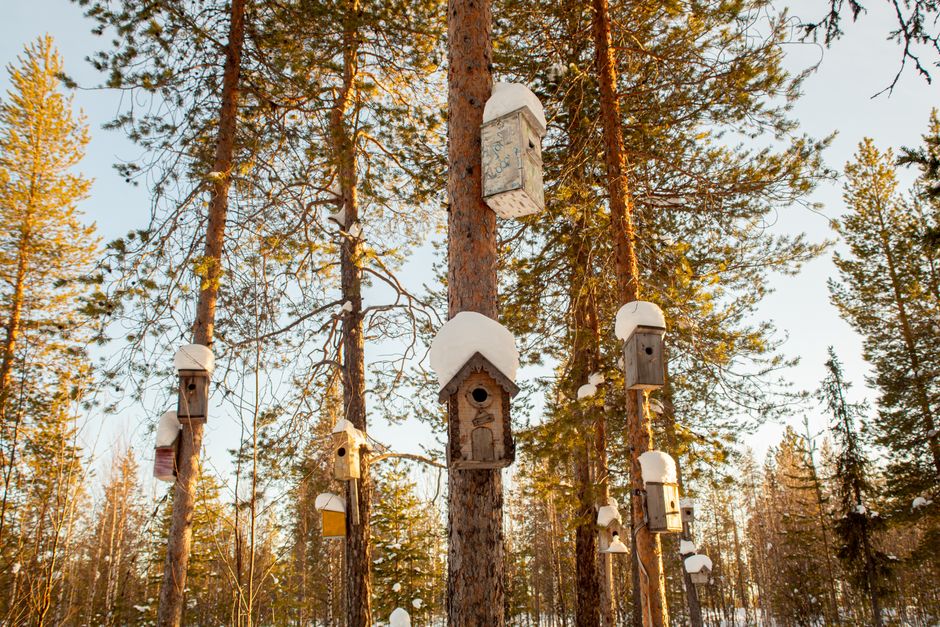 Rustic Birdhouses: Charming Outdoor Decor Ideas for 2026