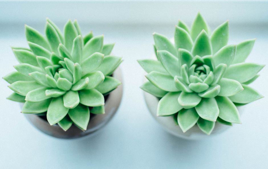 Handcrafted Ceramic Plant Pot with Succulent