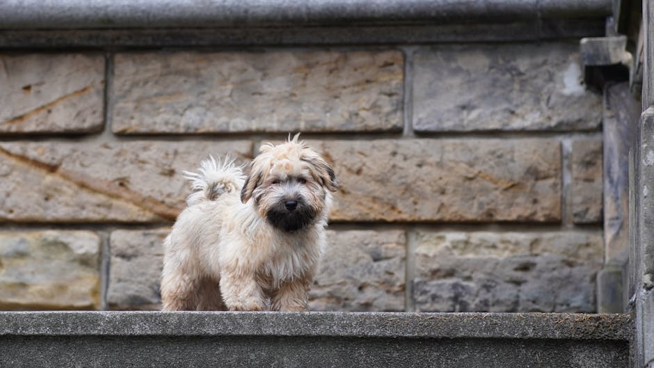 Top 7 Most Affectionate Dog Breeds